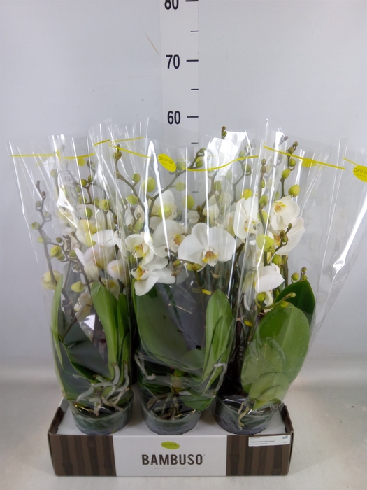 <h4>Phalaenopsis   ...white</h4>