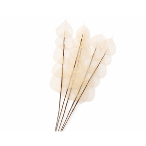 Dried Bleached Ficus Stem