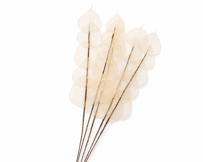 <h4>Dried Bleached Ficus Stem</h4>