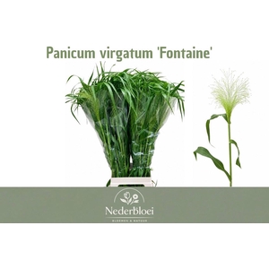 PANIC VI FONTAINE