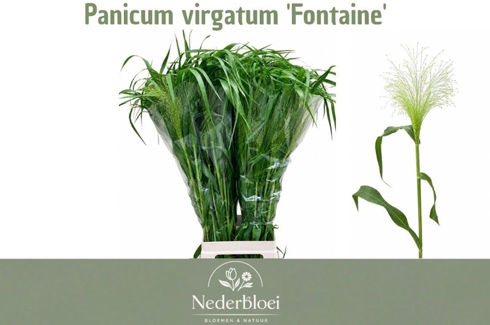 <h4>PANIC VI FONTAINE</h4>
