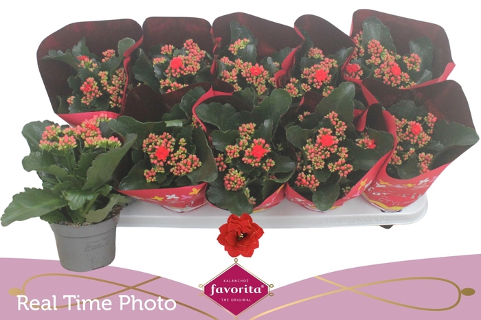 <h4>KAL GE PERFECTA RED</h4>