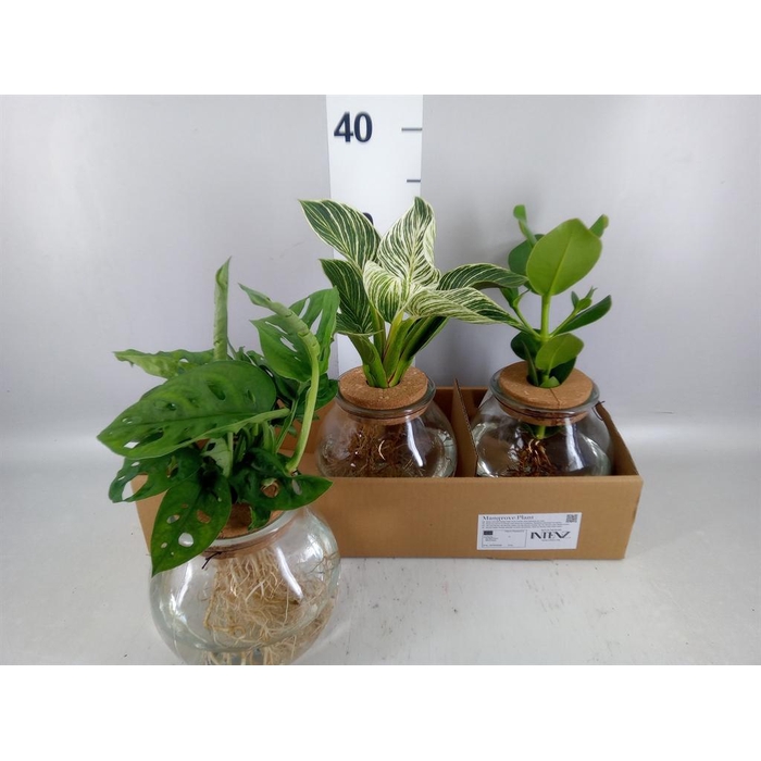 <h4>Planten  ..mix</h4>