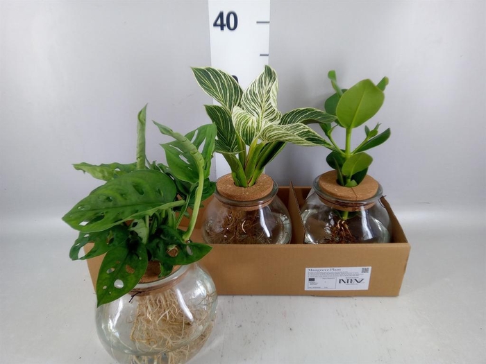 Planten  ..mix