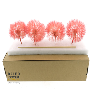 Dried Bleached Dandelion Red