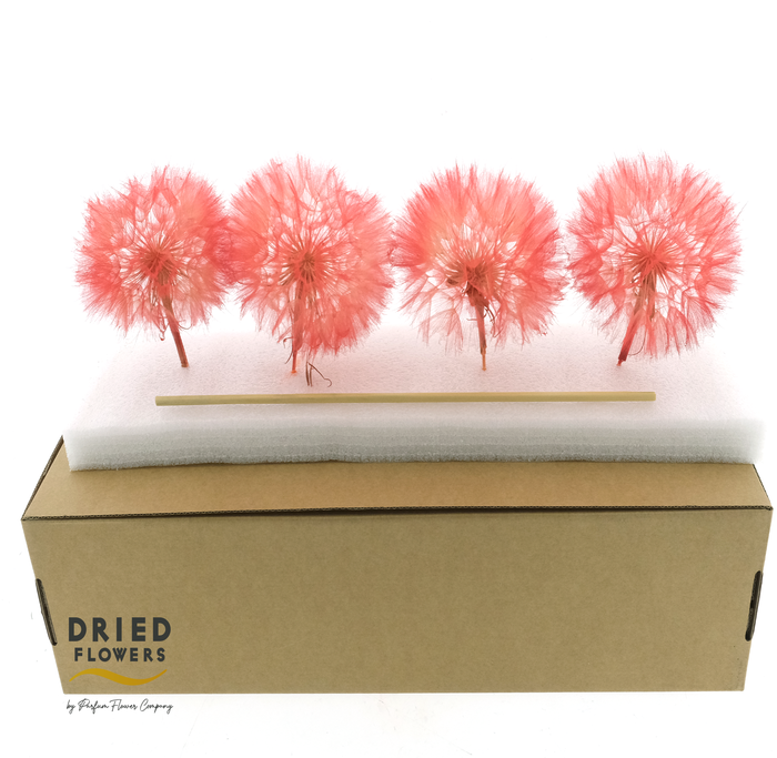 Dried Bleached Dandelion Red