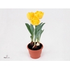 Tulipa DU 'Yellow Baby'