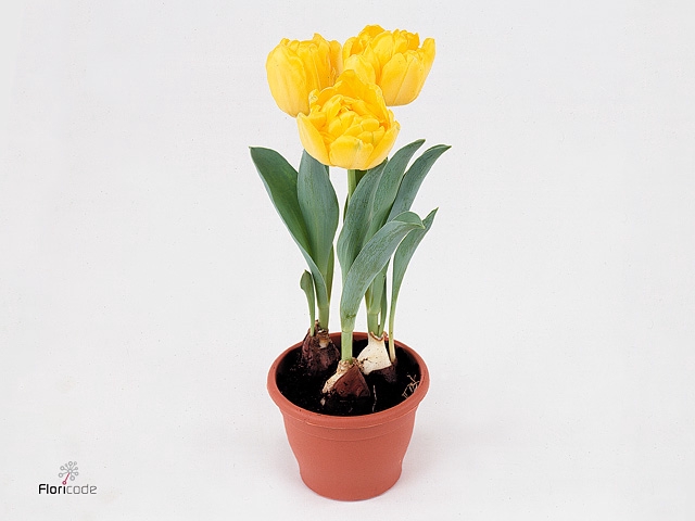 Tulipa DU 'Yellow Baby'
