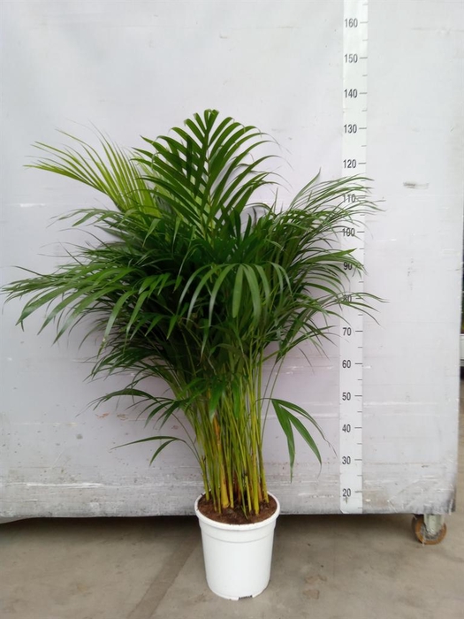 <h4>Dypsis lutescens   ...Chrysalidoca</h4>