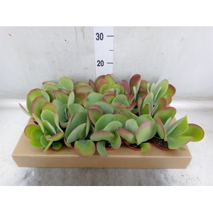 Kalanchoe NF thyrsiflora