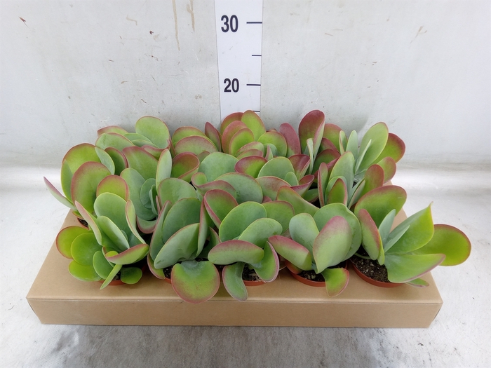 <h4>Kalanchoe NF thyrsiflora</h4>