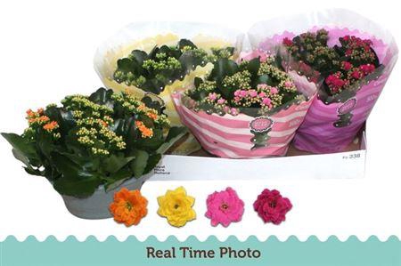 <h4>Kal Ge Gem 4 Kl</h4>