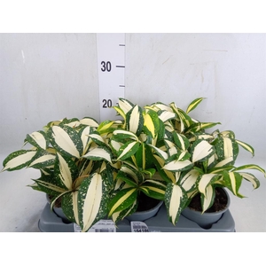 Dracaena