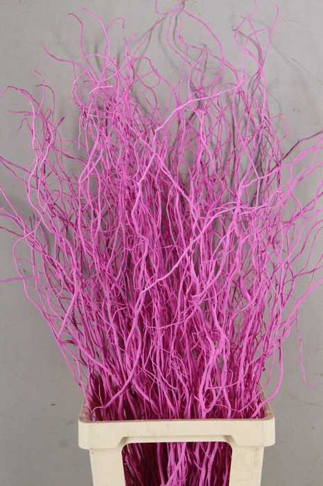 <h4>Salix Tortuosa Pink</h4>