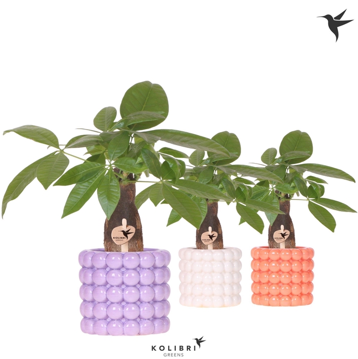 <h4>Kolibri Greens Pachira in Poppy pot mix</h4>