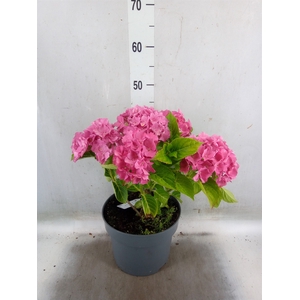 Hydrangea mac.   ...