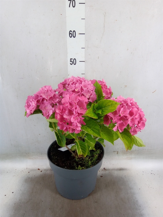 <h4>Hydrangea mac.   ...</h4>