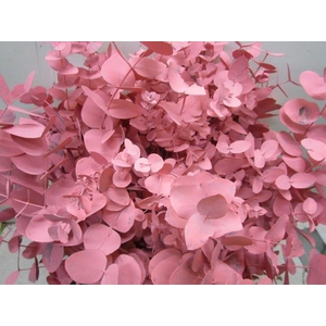 Euc Cinerea Rose