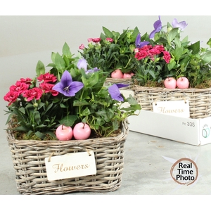 ARR TUINPLANTEN