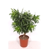 Dracaena Song of Jamaica