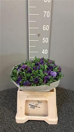 <h4>Anem Scirocco Blue Blu</h4>