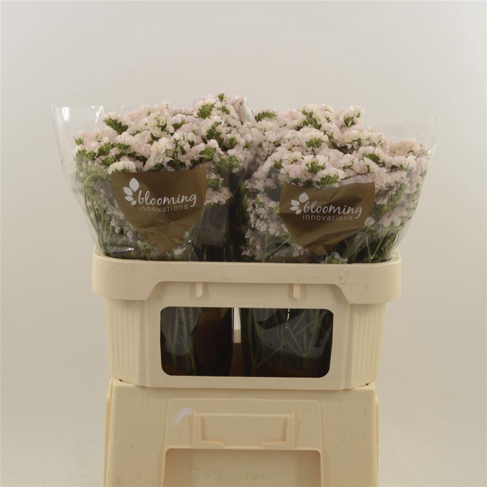 <h4>Limonium sinuatum 'Apricot Sun Bir'</h4>