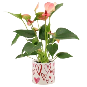 Anthurium 7 cm Matata in Stockholm ceramics