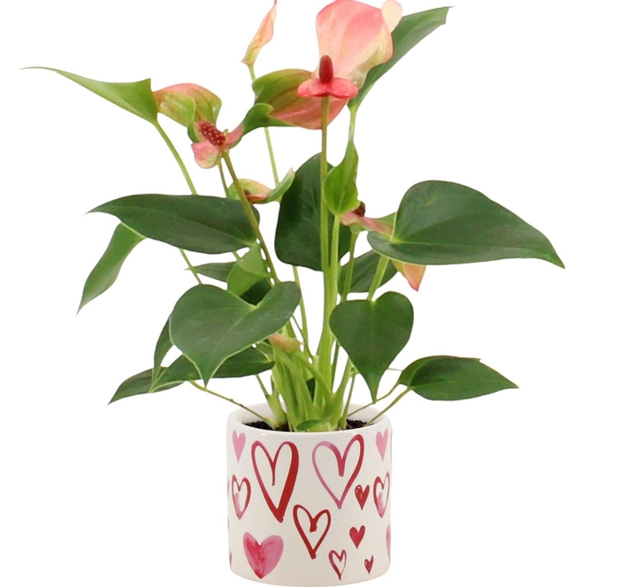 <h4>Anthurium 7 cm Matata in Stockholm ceramics</h4>