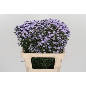Aster Astee Milka
