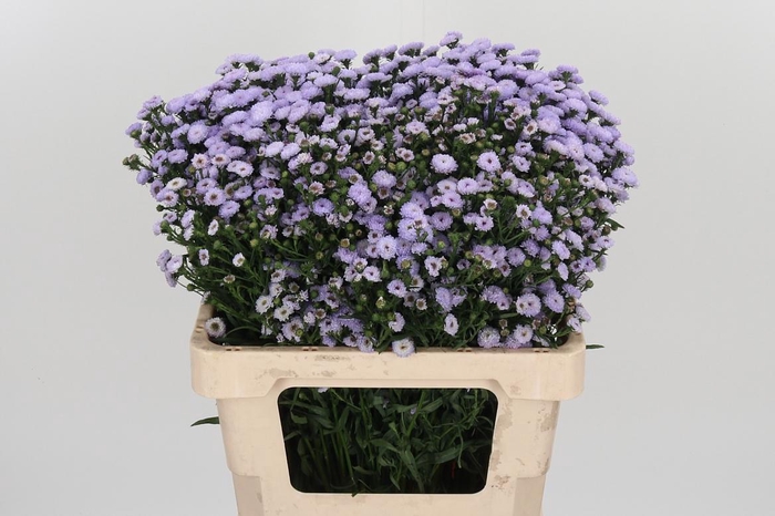 <h4>Aster Astee Milka</h4>