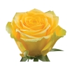 ROSA HIGH EXOTIC 040 CM AMARELO ESTUFA