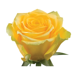 ROSA HIGH EXOTIC 060 CM AMARELO ESTUFA