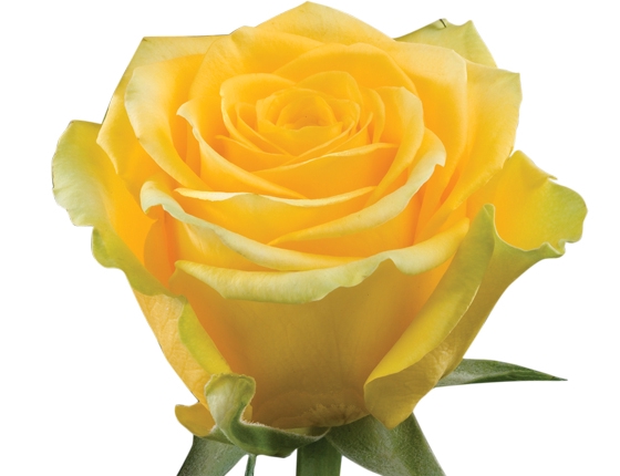 <h4>ROSA HIGH EXOTIC 070 CM AMARELO ESTUFA</h4>