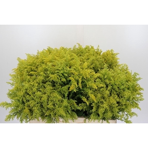 Solidago Tara Gold Buiten