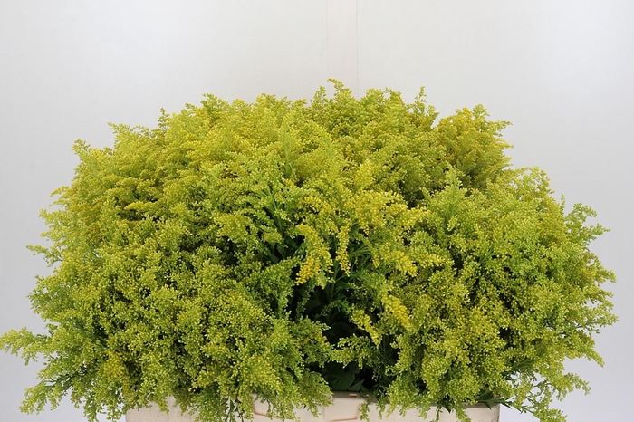 <h4>Solidago Tara Gold Buiten</h4>