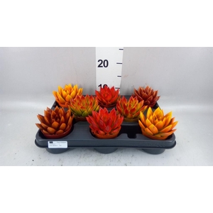 ECHEVERIA  'MIRANDA' AUTUMN MIX