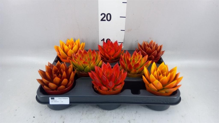 <h4>ECHEVERIA 'MIRANDA' AUTUMN MIX</h4>