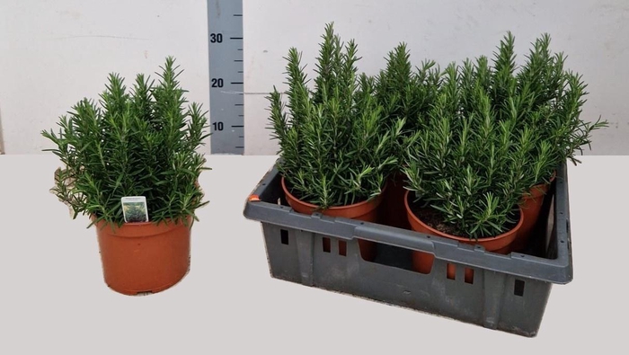 <h4>ROSMARIN OF OV</h4>