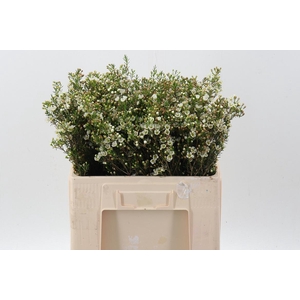 Cham Un Crystal Pearl