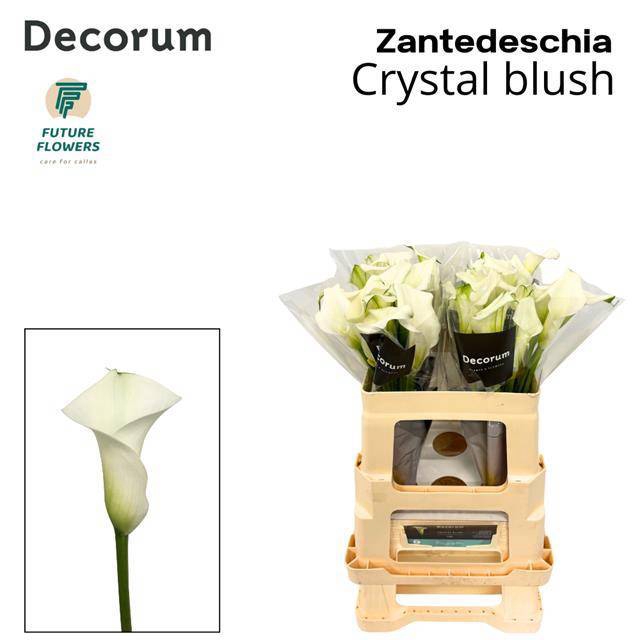 <h4>ZANT CRYSTAL BLUSH</h4>