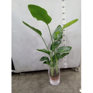 Strelitzia nicolai