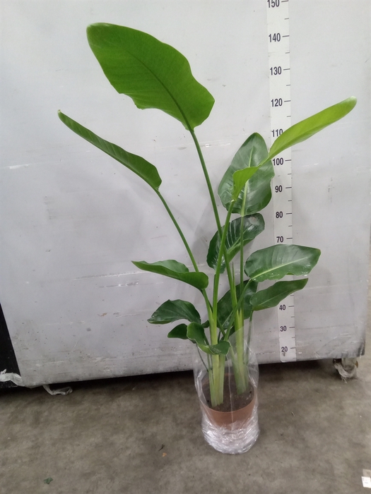<h4>Strelitzia nicolai</h4>