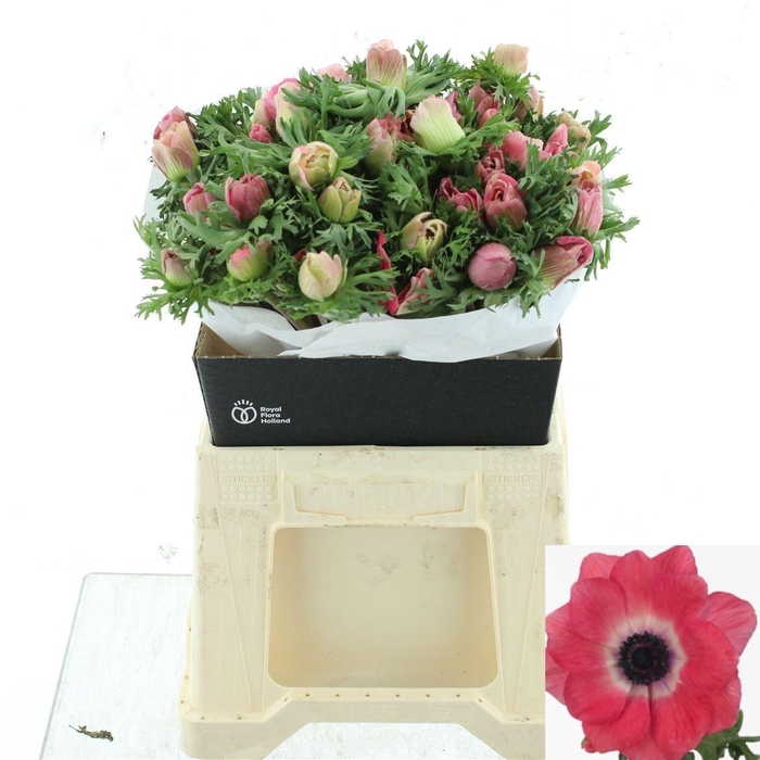 <h4>ANEM CO MIS + PINKIE</h4>