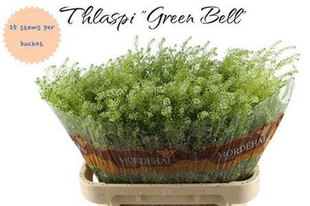 <h4>Lep Ru Green Bell</h4>