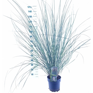 Cortaderia selloana