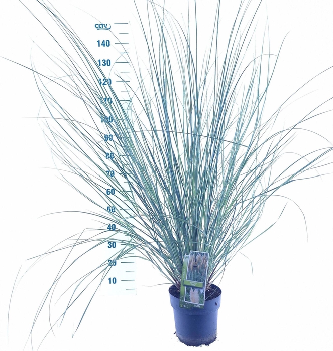 <h4>Cortaderia selloana</h4>