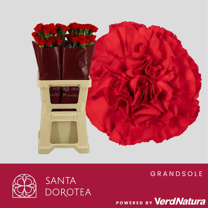 <h4>DI ST GRANDSOLE</h4>