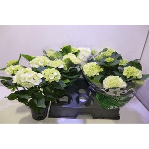 arr8 Hydr M Schneeball