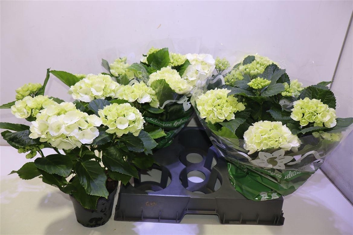 <h4>arr8 Hydr M Schneeball</h4>