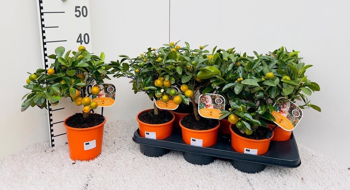 <h4>CITR MICROCARPA</h4>